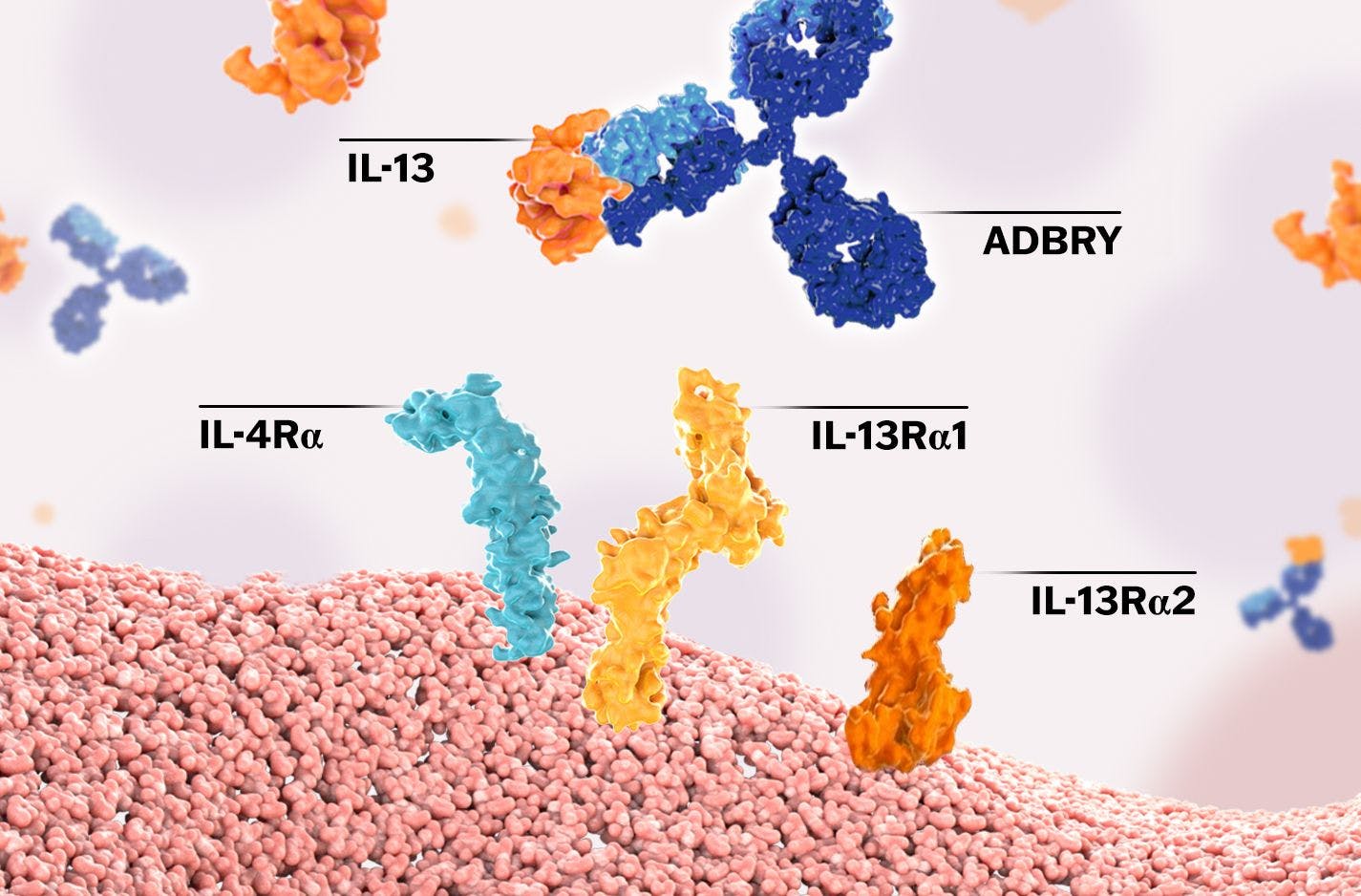 Adbry selectively inhibits IL-13 interaction with the type II receptor complex (IL-13Rα1/IL-4Rα), preventing IL-13–induced inflammatory responses in the skin.