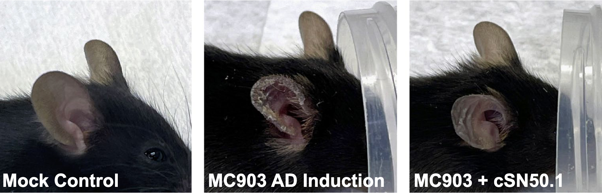 Representative pictures of mice from the mock control group were taken at the end of experiment and from the cSN50.1-treated group immediately before (MC903 AD Induction) and after NTCI treatment (MC903 + cSN50.1).