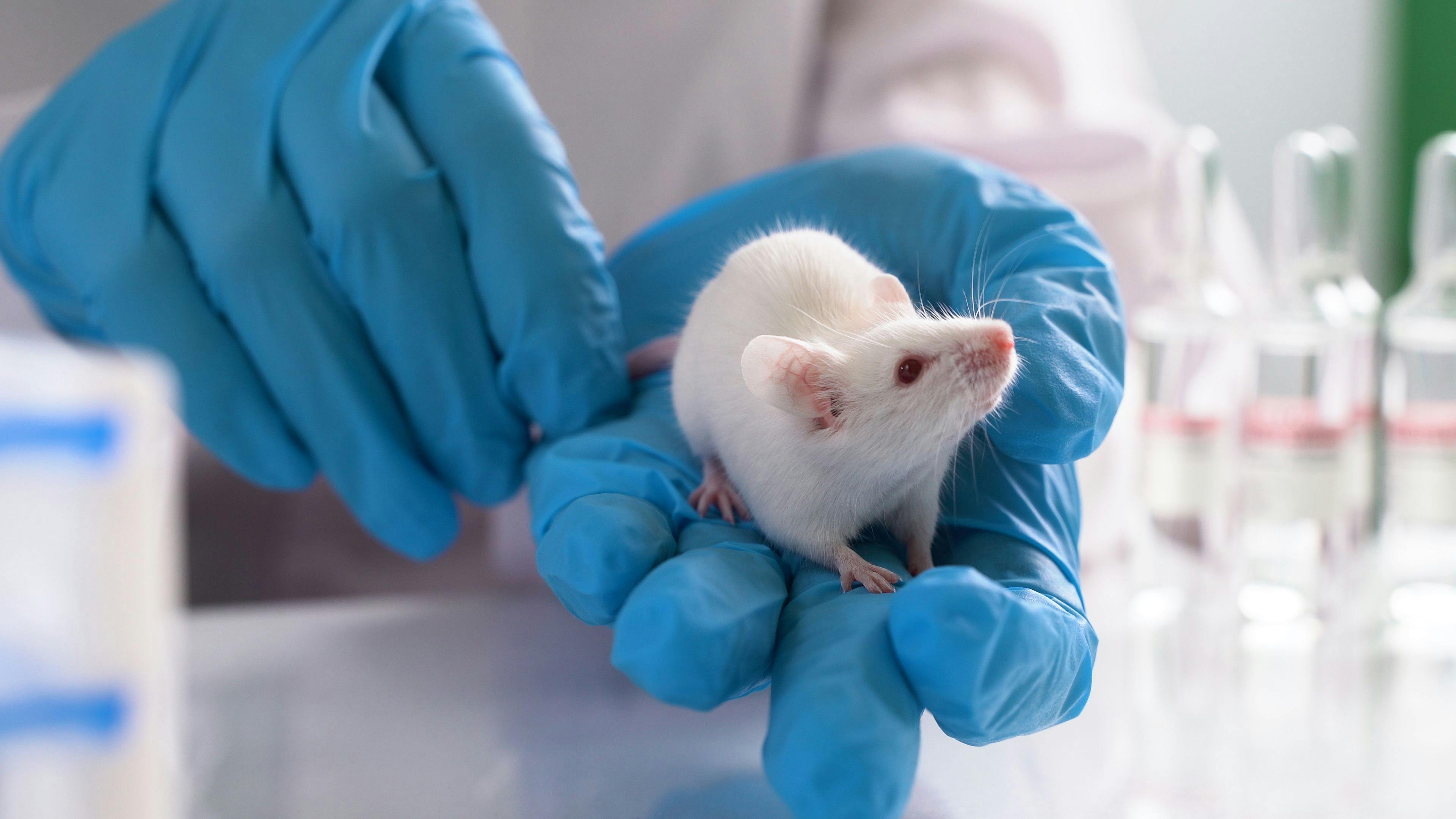 Clothianidin Exposure Suppresses Early Symptoms of AD in Mouse Model Study